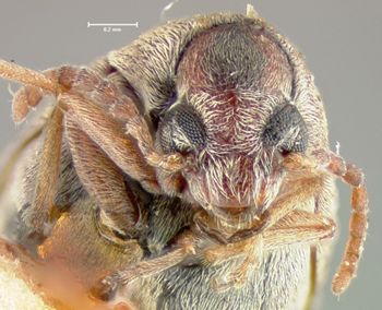 Media type: image; Entomology 25053   Aspect: head frontal view
